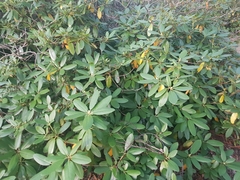 Rhododendron
