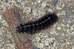 Ardices curvata