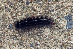 Ardices curvata
