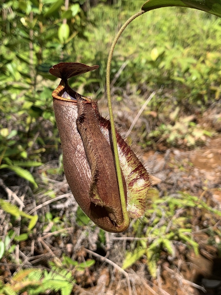 Nepenthes tomoriana (Nepenthes tomoriana)