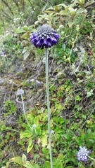 Primula capitata