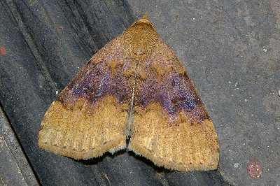 Scedopla regalis