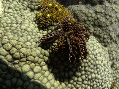 Anisotome flexuosa