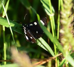Alypiodes bimaculata