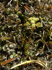 Anisotome flexuosa