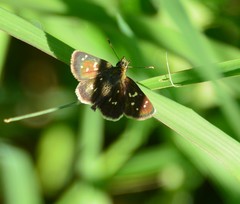 Piruna penaea