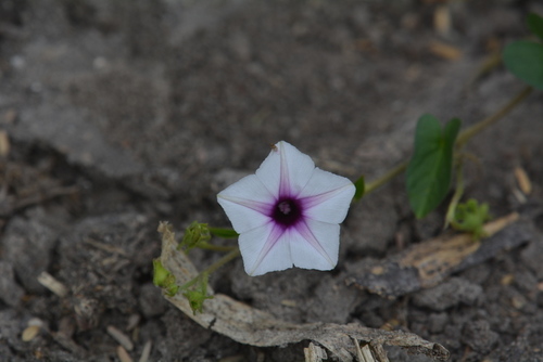 Image of Ipomoea sinensis by no rights reserved