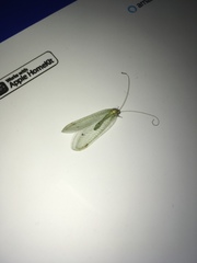 Leucochrysa insularis