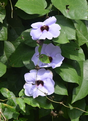 Thunbergia laurifolia
