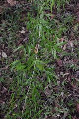Asparagus falcatus