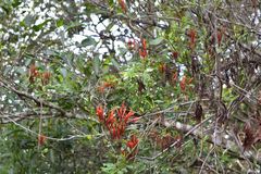 Agelanthus kraussianus