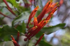 Agelanthus kraussianus