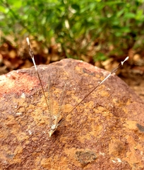 Nemopteridae