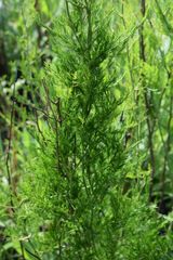 Asparagus cooperi