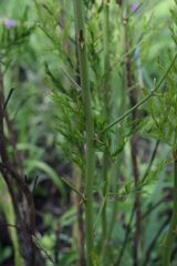Asparagus cooperi
