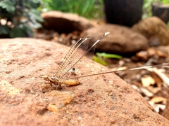 Nemopteridae