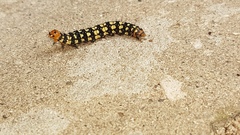 Lepidoptera