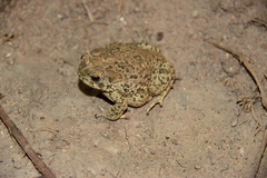 Anaxyrus compactilis