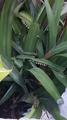 Lepidoptera