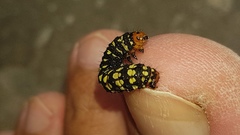 Lepidoptera