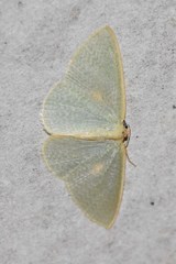 Poecilasthena oceanias