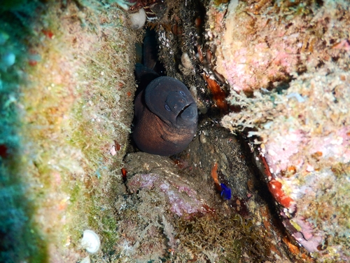 Brown moray (Gymnothorax unicolor) — Muraenidae — 4