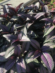 Strobilanthes auriculata dyeriana