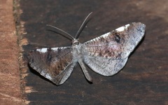 Macrosoma cascaria