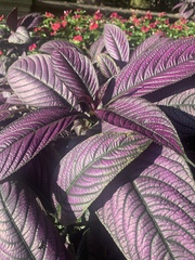 Strobilanthes auriculata dyeriana