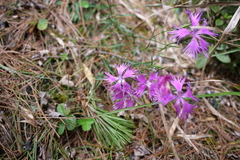 Dianthus pygmaeus