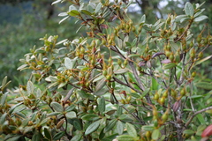 Rhododendron rubropilosum