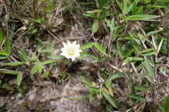 Gentiana scabrida