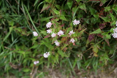 Persicaria runcinata