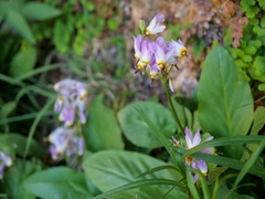 Primula pauciflora zionensis