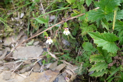 Euphrasia transmorrisonensis