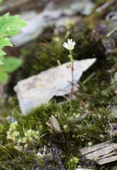 Cerastium morrisonense