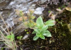 Veronica morrisonicola