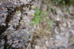 Pimpinella niitakayamensis