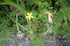 Hypericum nagasawae