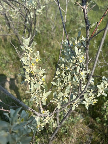 Silverberry