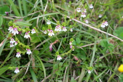 Euphrasia transmorrisonensis