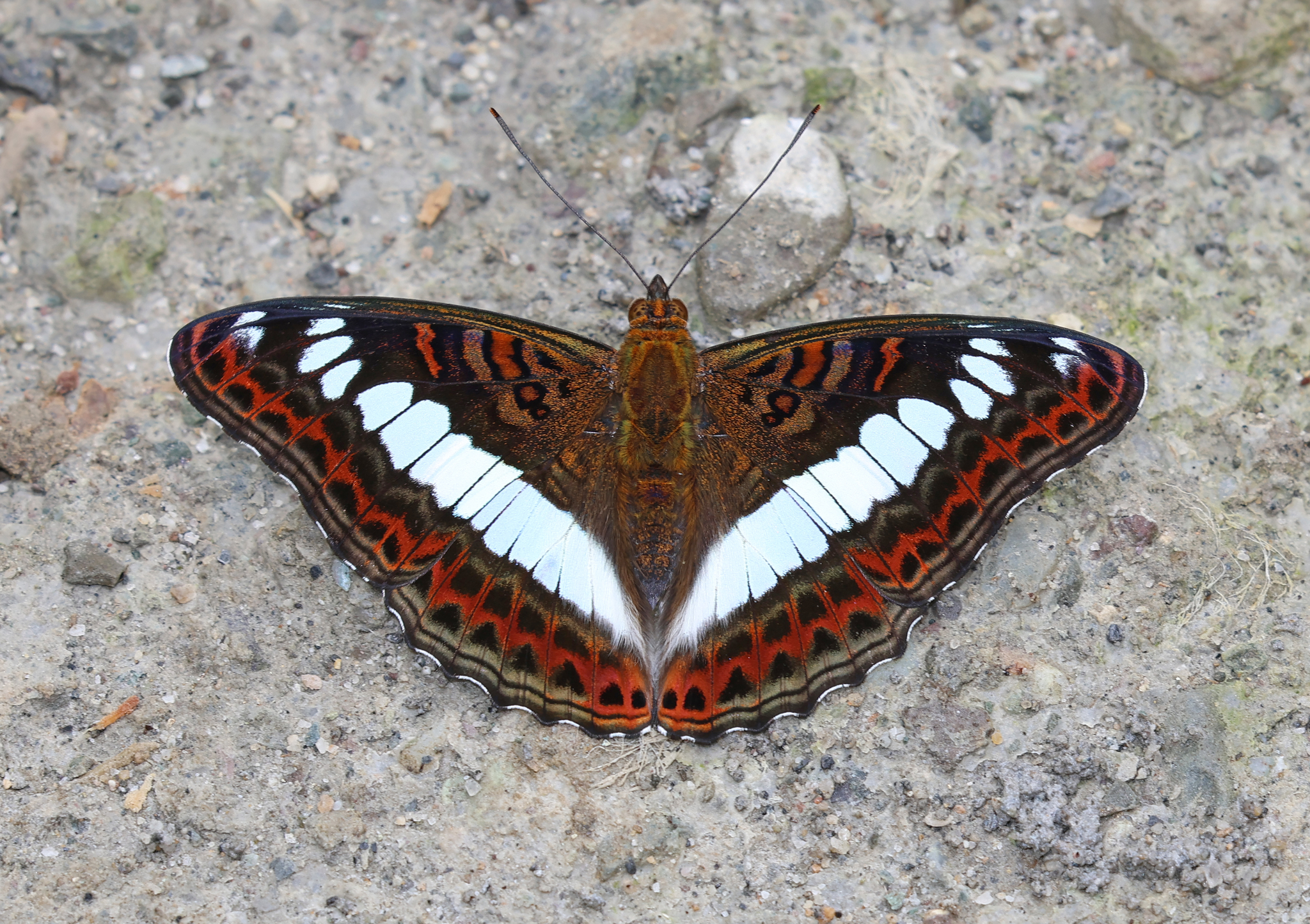 Scarce White Commodore
