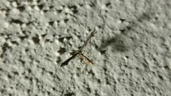 Michaelophorus indentatus