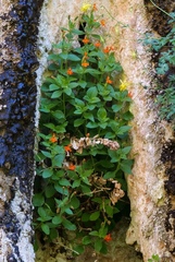 Erythranthe verbenacea