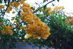 Bougainvillea × buttiana