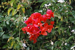 Bougainvillea × buttiana