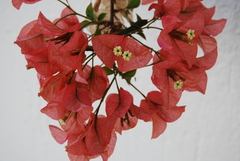 Bougainvillea × buttiana