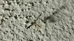 Michaelophorus indentatus