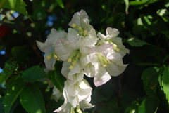 Bougainvillea × buttiana