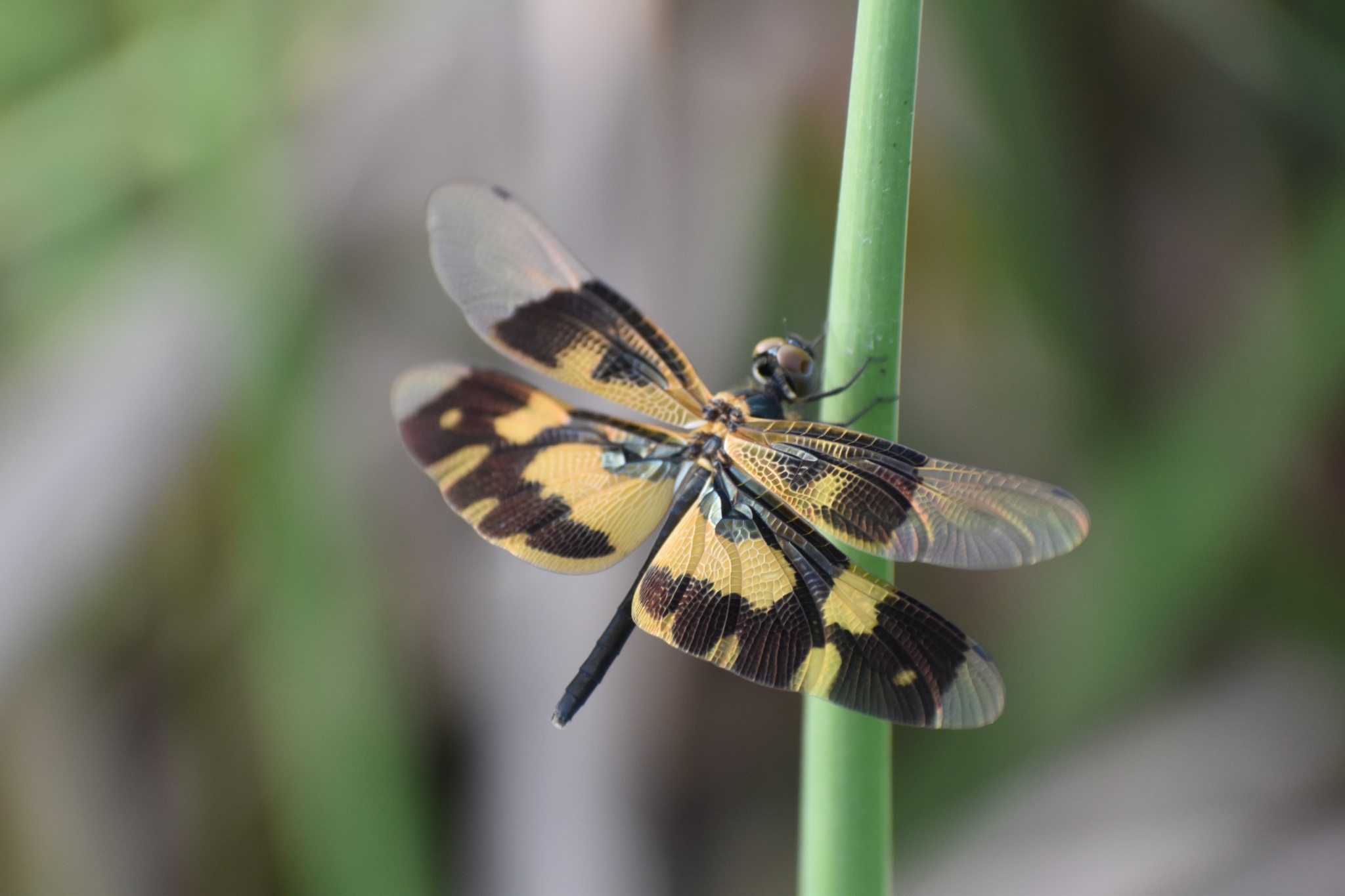 Common Picture Wing